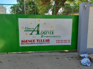 Adonis tulear
